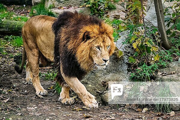 African Lion (Panthera Leo) in jungle forest