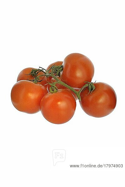 Tomaten  Studioaufnahme vor weißem Hintergrund
