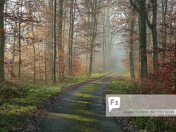 Maulbronn  bunter Laubwald im Herbst  Waldweg mit Nebel