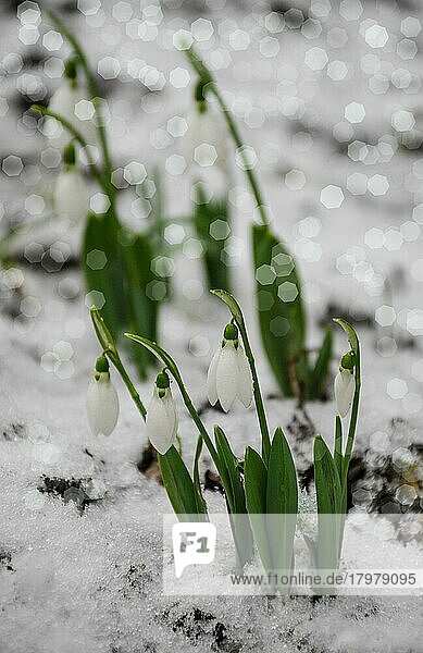 Weiß und Schneeglöckchen Blume  im Schnee  Vorfrühling  selektiver Fokus