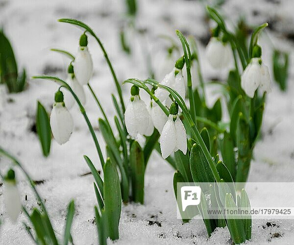 Weiß und Schneeglöckchen Blume  im Schnee  frühling  selektiver Fokus