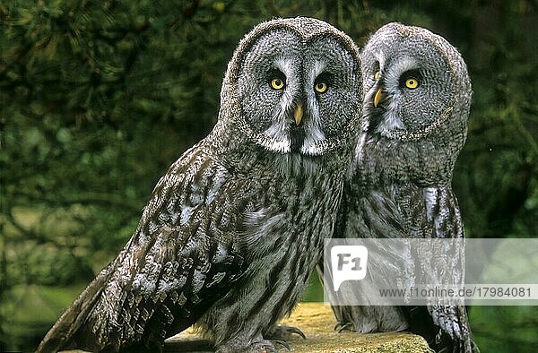 Great grey owl (Strix nebulosa)  pair
