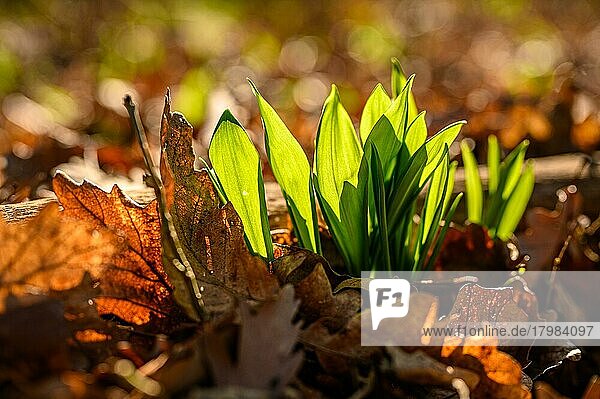 Frische Blätter des Bärlauch (Allium ursinum) wachsen am mit Blättern bedeckten Waldboden und werden von der Sonne beleuchtet