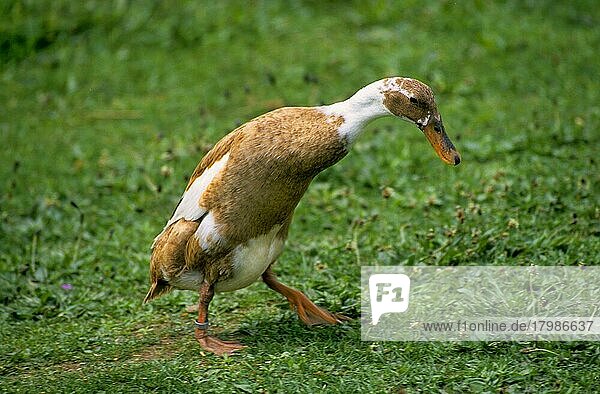 Mallard (Anas platyrhynchos)  Indian Scoter  Bottle Duck