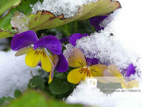 Flowers with Snow  Pansies with Snow  Garden Pansy (Viola × wittrockiana)