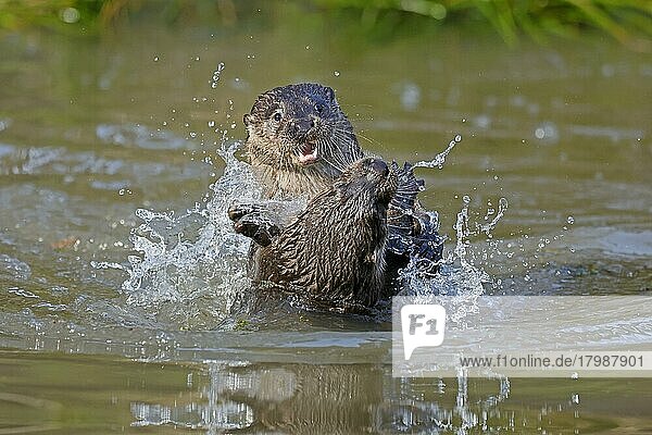 Two young european otter (Lutra lutra)  playing in a pond  captive