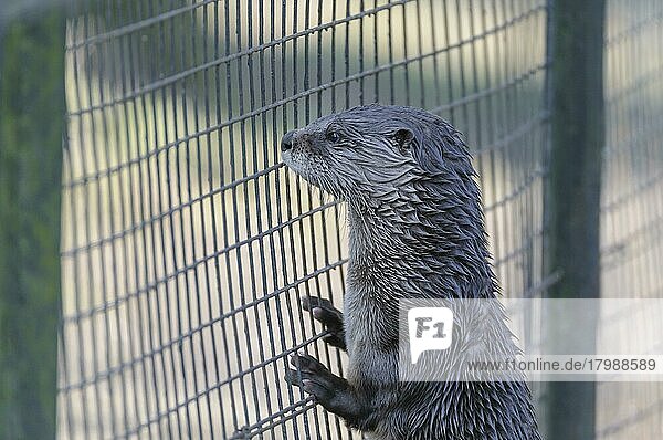 European otter (Lutra lutra)  behind bars  Lower Saxony  Germany  Europe