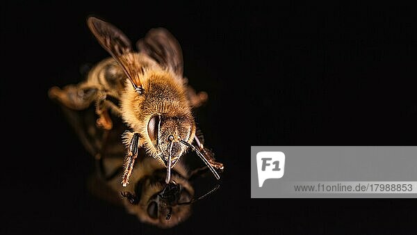 Biene vor schwarzem Hintergrund. Honigbiene Detail Foto mit Textfreiraum auf der rechten Seite