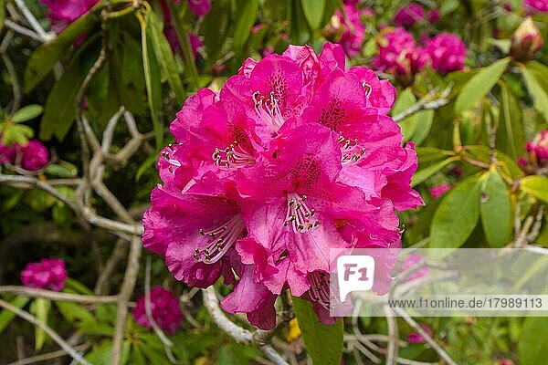 Pink flowering rhododendron bush in spring  Isle of Skye  Scotland  United Kingdom  Europe