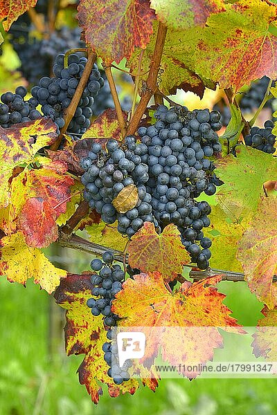 Red wine grapes on the vine with colourful leaves in autumn  Lemberger  grapes  Kraichgau