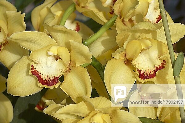 Hybrid Boat orchid (Cymbidium)  flowers  close-up  Virginia  United States  North America