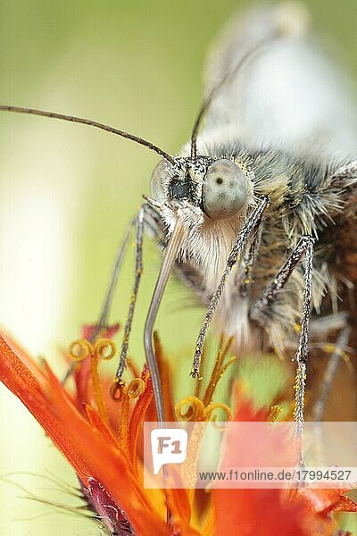 Grünnerviger Weißer (Pieris napi)  Erwachsener  Nahaufnahme von Kopf und Probosis  ernährt sich von Orangefarbenem Habichtskäfer (Hieracium villosum)  Powys  Wales  Juni