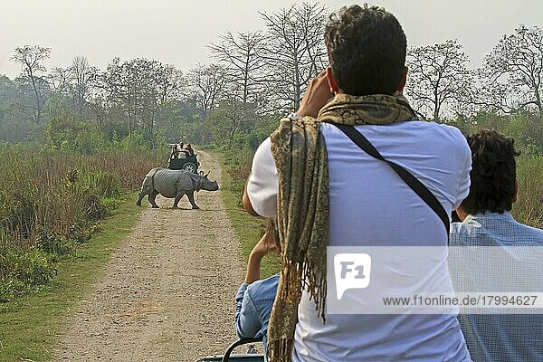 Indisches Nashorn (Rhinoceros unicornis)  erwachsen  Straße überqueren  wird von Touristen in Fahrzeugen fotografiert  Kaziranga N.P.  Assam  Indien  März  Asien