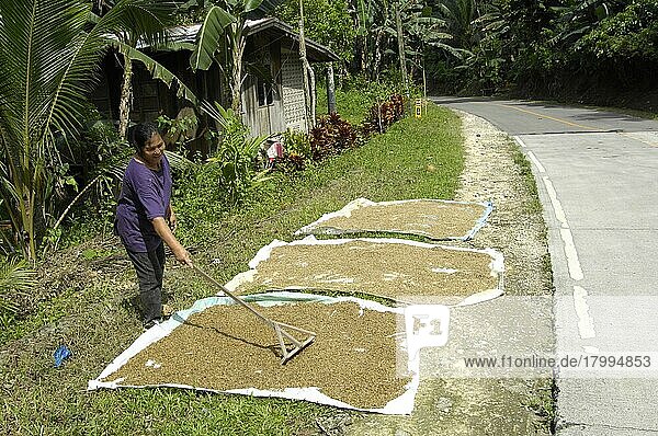 Frau trocknet Reis an Straße  Insel Mindoro  Philippinen  Asien