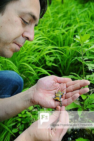 Gelbbauchunke (Bombina variegata) als Erwachsener  wird in der Hand gehalten und von einem Herpetologen untersucht  Italien  Mai  Europa