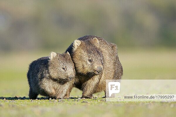 Gewöhnlicher Wombat (Vombatus ursinus)  erwachsenes Weibchen  mit Jungtieren  zusammen stehend  Tasmanien  Australien  Ozeanien