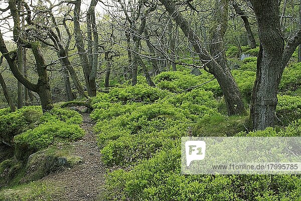 Trauben-Eiche (Quercus petraea) alter Waldlebensraum  mit Unterwuchs von Heidelbeere (Vaccinium myrtillus)  Padley Gorge  Dark Peak  Peak District N. P. Derbyshire  England  Mai