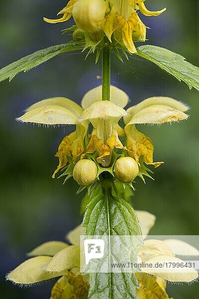 Die Blüte des Gelben Erzengels (Lamium galeobdolon) wächst in alten Wäldern und zeigt eine Nahaufnahme der Blüte  Norfolk