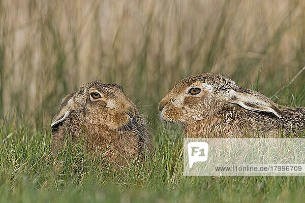 Feldhase (Lepus europaeus)  erwachsenes Paar  dicht beieinander auf Grasfeld sitzend  Suffolk  England  März