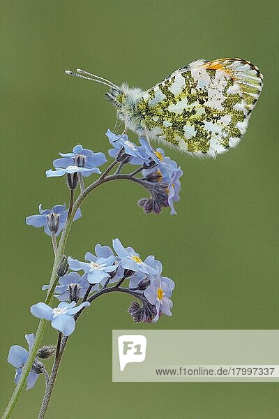 Orangenspitzen-Schmetterling (Anthocharis cardamines)  erwachsenes Männchen  Unterseite  rastet auf Feldvergissmeinnicht (Myosotis arvensis) Blumen im Garten  Leicestershire  England  Mai