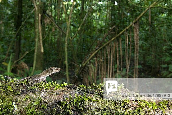 Schlanke erwachsene Anolis fuscoauratus (Anolis fuscoauratus)  stehend auf einem Baumstamm im Lebensraum Tropenwald  Biologische Station Los Amigos  Madre de Dios  Amazonien  Peru  Südamerika