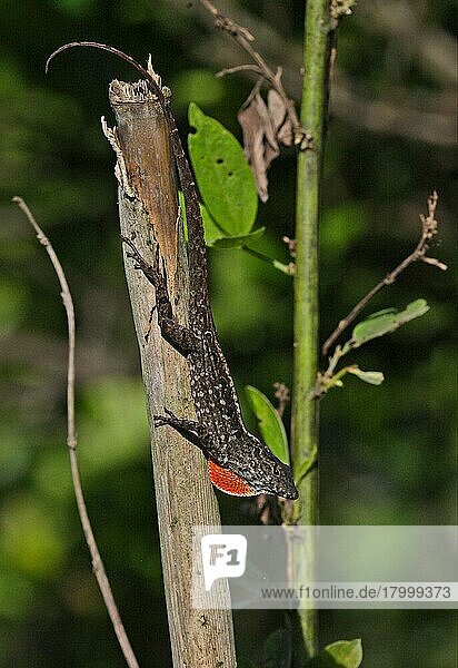 Jamaikanische Braunanole (Anolis lineatopus)  erwachsenes Männchen  mit teilweise verlängerter Wamme  auf Stock ruhend  Linstead  Jamaika  Marsch  Mittelamerika