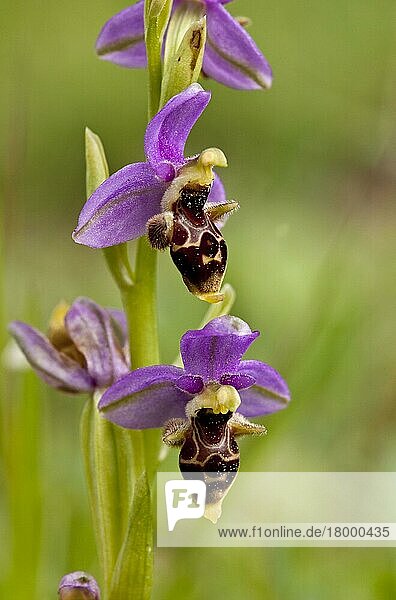 Östliche Ägäis-Bienenorchidee (Ophrys orphanidea)  Nahaufnahme der Blüten  Chios  Griechenland  April  Europa