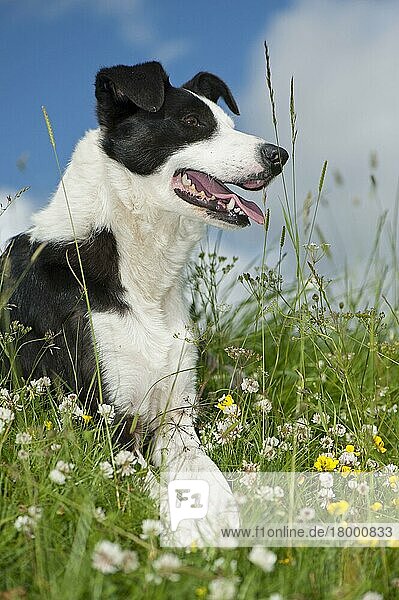 Haushund  Border Collie  arbeitender Schäferhund  erwachsen  keuchend  ruht sich zwischen Wildblumen auf der Weide aus  Yorkshire  England  Juni