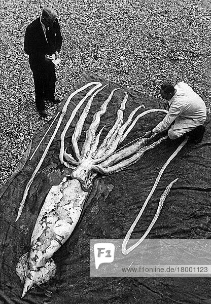 Riesenkalmar (Architeuthis sp.) tot  30ft. Gesamtlänge  am Strand gestrandet  mit Biologen  die Tentakel messen  Ranheim (Erling Sivertsen)  1928  Norwegen  Europa