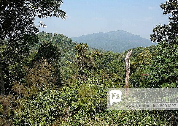 Blick über das Blätterdach des Waldes in Richtung Grenze zu Myanmar  Kaeng Krachan N. P. Thailand  Februar