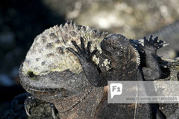 Galapagosmeerechse  Galapagosmeerechsen  Andere Tiere  Leguane  Reptilien  Tiere  Young Marine Iguana rests on the head of an adult