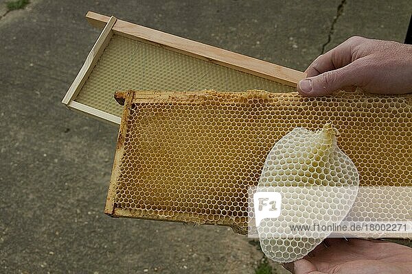 Wachsrahmen für Honigbienenstöcke  der am weitesten entfernte hat ein neues Wachsfundament  der nächste ist ein Wachsrahmen  der wiederverwendet wird  nachdem der Honig entfernt wurde  der nächste ist eine natürliche Bienenwachswabe