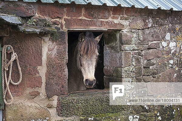 Pferd  Pony  Mischling  Erwachsener  schaut aus dem Fenster im Wirtschaftsgebäude  Seascale  Cumbria  England  März