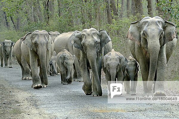 Elefantenherde auf den Waldwegen (Elephas maximus indicus)  Corbett N.P.  Ramnagar  Uttarkhand  Indien  Mai  Asien