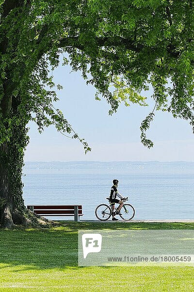 Fahrradfahrer steht unter großem Baum am Seeufer des Bodensees und genießt die Aussicht  Thurgau  Schweiz  Europa