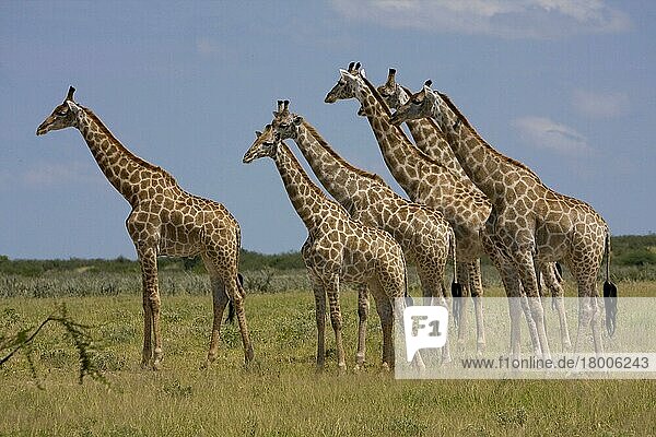 Giraffen  Huftiere  Paarhufer  Säugetiere  Tiere  herd of african giraffes