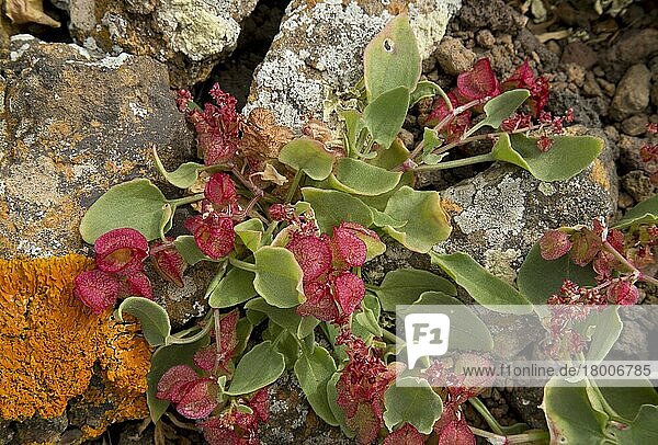 Blasentang (Rumex vesicarius var. rhodophysa) in Blüte und Frucht  auf Lava wachsend  Lanzarote  Kanarische Inseln  März