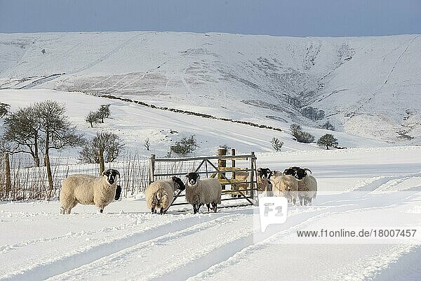 Hausschafe  Mutterschafe und Schottische Schwarzkopfmutterschafe  im Schnee stehend  Richtung Hell Clough und Fairoak Fell  Whitewell  Lancashire  England  Winter
