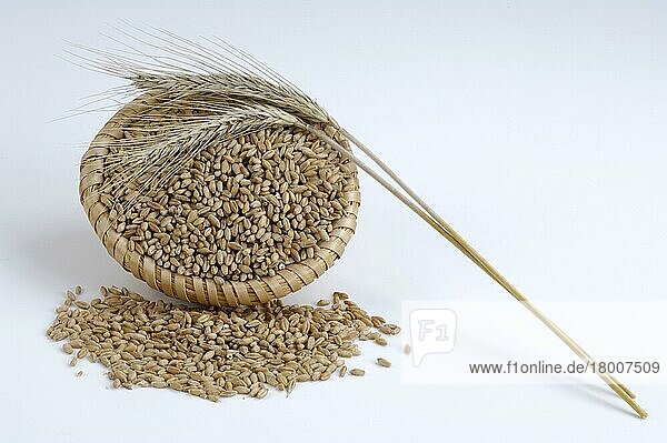 Triticale grains  corn composite of Rye and Wheat  Triticalekoerner  Mischgetreide aus Roggen und Weizen  innen  Studio