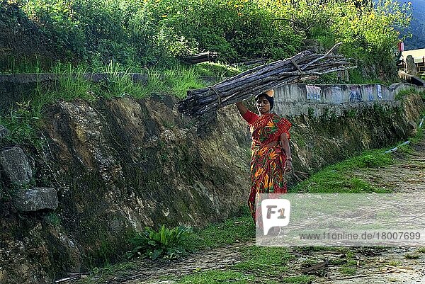 Frau trägt Brennholzscheite auf dem Kopf  Vattavada  Western Ghats  Kerala  Indien  Asien