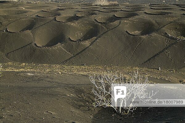 Halbkreisförmige Mauern zum Schutz von Weinreben  die auf vulkanischer Schlacke wachsen  La Geria  Lanzarote  Kanarische Inseln  März