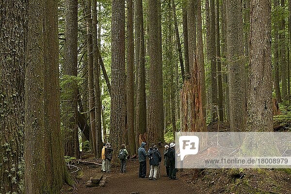 Westlicher Schierling (Tsuga heterophylla) und Westliche Rotzeder (Thuja plicata) Urwaldlebensraum mit Touristengruppe  Mount Rainier  Washington (U.) S. A. Juli