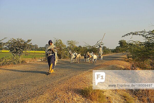 Domestic Goat  herd  walking on road with herder and woman carrying firewood  near Bharatpur  Rajasthan  India  Asia