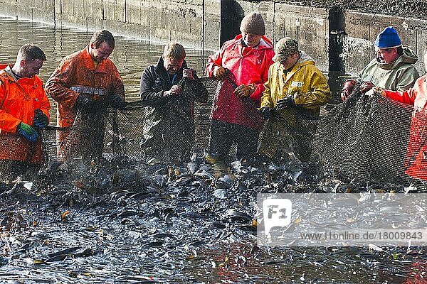 Männer ziehen Fischernetz zusammen  Abfischbecken  abgelassener Karpfenteich  Abfischen  Stradower Teiche  Vetschau  Spreewald  Brandenburg  Deutschland  Europa