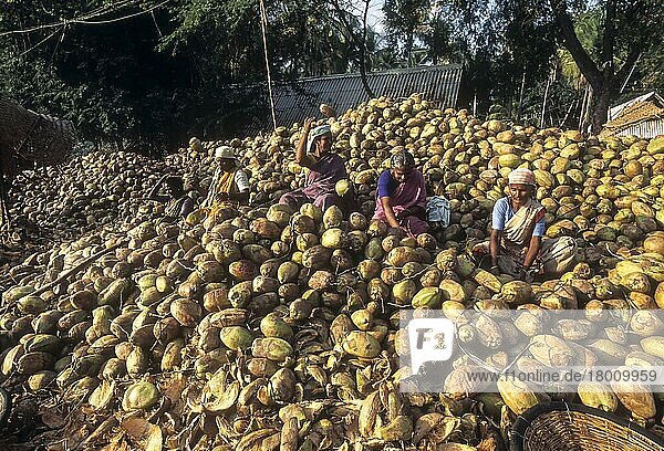 Frauen beim Sortieren der Kokosnüsse in Singampunari  Tamil Nadu  Indien  Asien