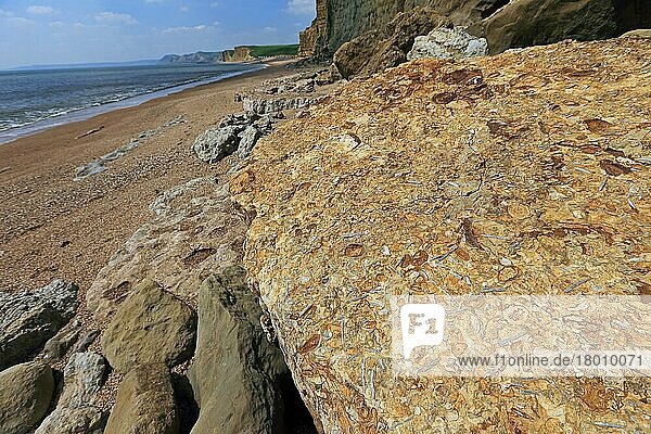 Versteinerungen  Fossilie  Fossilium  Versteinerung  versteinert  versteinerte  versteinertes  versteinerter  Belemnite rostrum fossils in rock at base of cliff on beach  Dorset  England  May