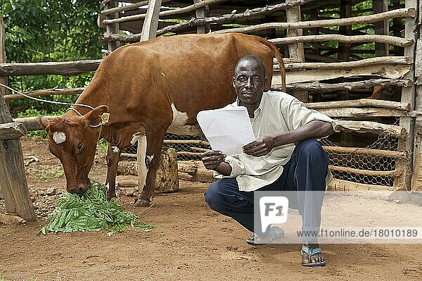 Domestic Cattle  Ayrshire heifer  feeding on leaves  with farmer reading milk records  Kenya  Africa