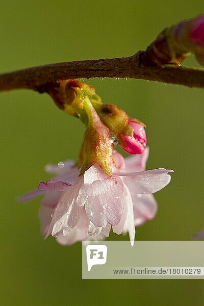 Rosenknospen-Kirsche (Prunus x subhirtella) 'Autumnalis Rosea'  Nahaufnahme der Blüten  wächst im Garten  Powys  Wales  Februar