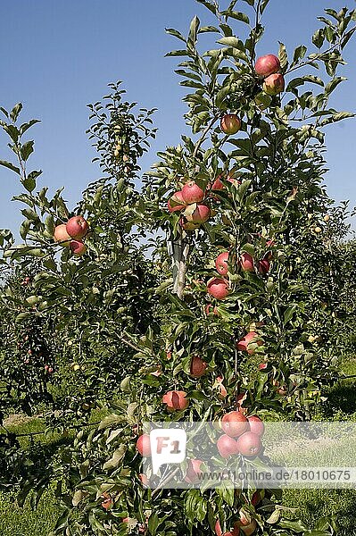 Äpfel am Baum Pitty