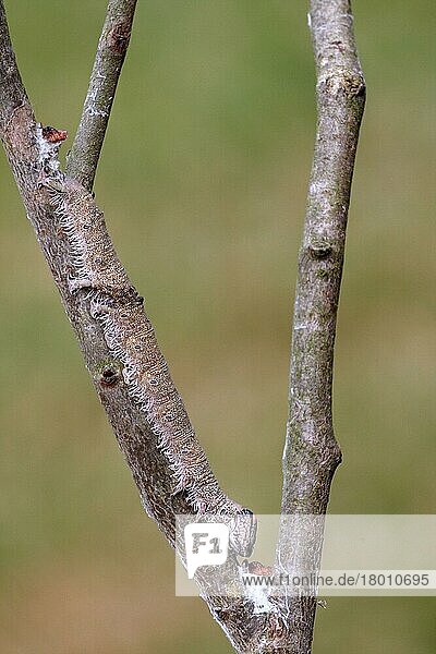 Clifden Nonpareil (Catocala fraxini) -Raupe  getarnt auf dem Zweig der Europäischen Espe (Populus tremula)  Larven-Nahrungspflanze  Italien  Juni  Europa